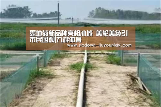 露地菊新品种亮相冰城 美轮美奂引市民围观|九游体育(图2)