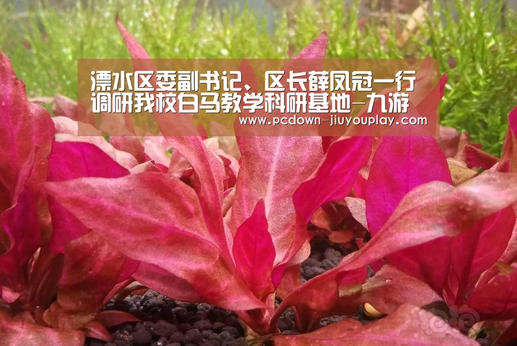 九游体育